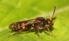 Nomada sp.